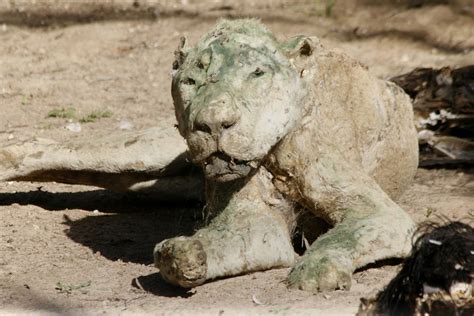 Dead Animals Found In A Zoo On The Gaza Strip Mirror Online