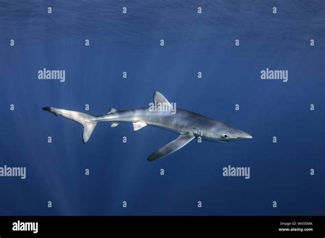 Blue Shark Prionace Glauca North Atlantic Ocean Canary Islands