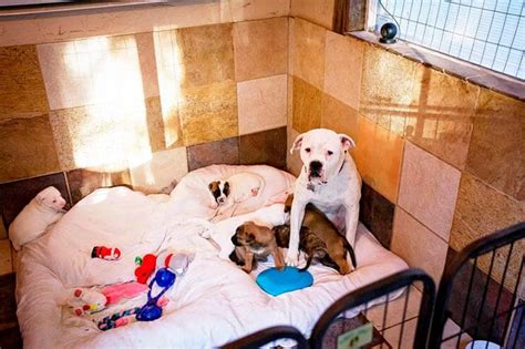 Este Refugio Crea Las Más Alucinantes Casas Para Perros Que Has Visto