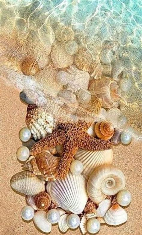 Pin By Citrine On Starfish And Seashells Sea Shells Ocean Shells