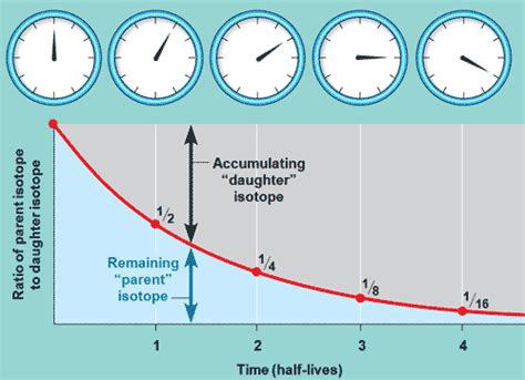 Radiometric dating is the way that scientists determine the age of matter. Quia - 9AP Chapter 25 - The History of Life on Earth ...