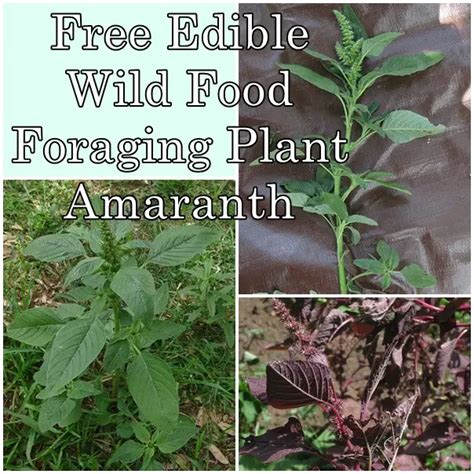 Free Edible Wild Food Foraging Plant Amaranth The Homestead Survival