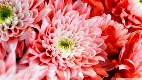 Chrysanthemum Wallpapers Wallpaper Cave