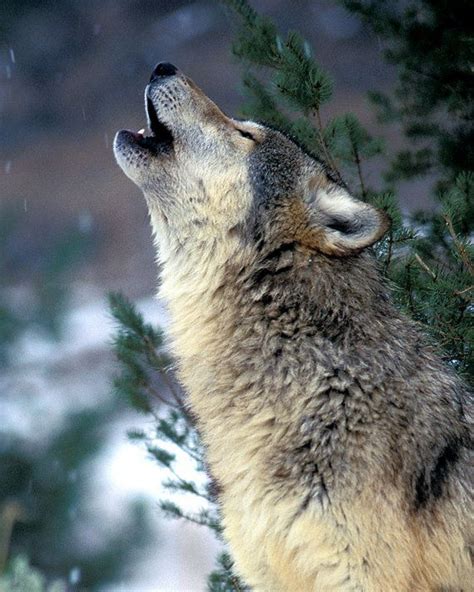 Gray Timber Wolf Howling 5x7 Matted Animal Photography Wildlife