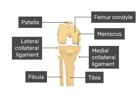 30 Label The Structures Of The Knee Labels For Your Ideas