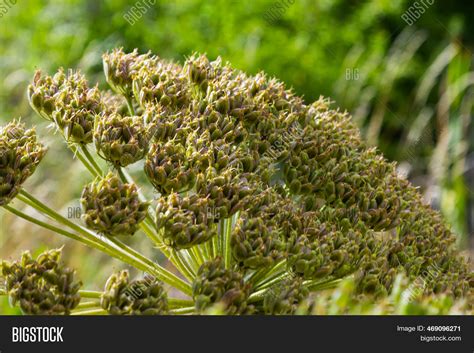 Heracleum Sosnowskyi Image And Photo Free Trial Bigstock