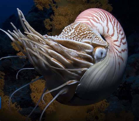 Underwater Curiosities Creepy Animals