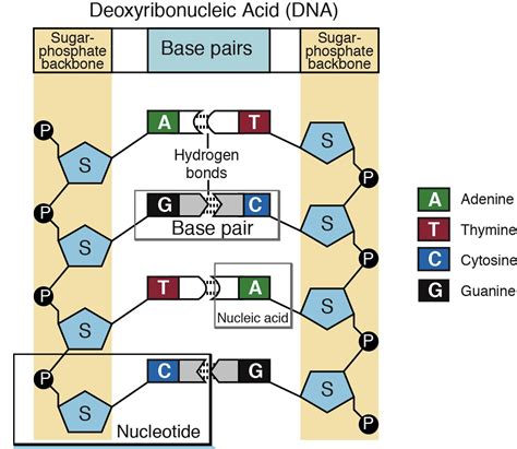 Scientists Find New Cause Of Cellular Aging Cells Stop Making