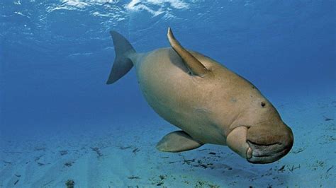 What Is A Dugong The Habitat And Lifestyle Of This Gentle Sirenian