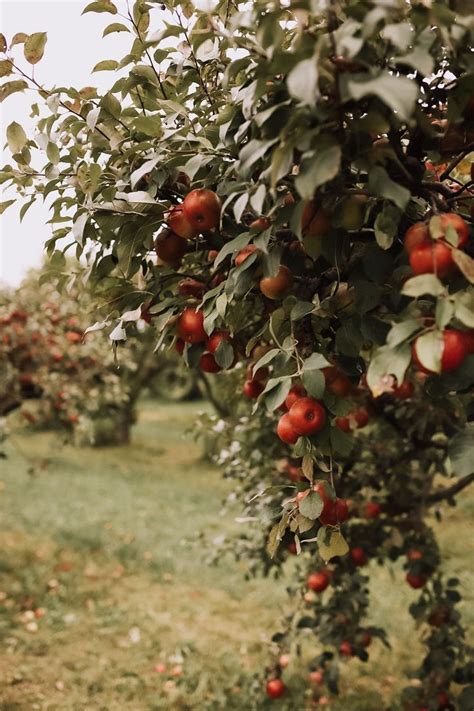 Pin By Pinner On Shared Themes In 2022 Apple Garden Autumn Aesthetic