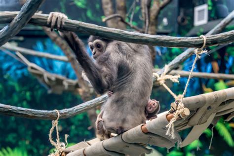 Endangered Gibbon Born At Assiniboine Park Zoo Zooborns