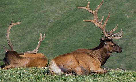 Hunters Boost Reward In ‘thrill Kill Elk Poaching Case