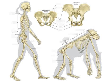 Hip Bones Diagram Quizlet