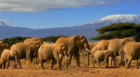 5 Days Masai Mara Lake Nakuru And Amboseli Budget And Luxury Safari