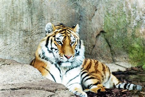 Amur Tiger Panthera Tigris Tigris Formerly Known As The Siberian