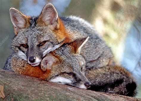 Gray Foxes Stock Image Z9320384 Science Photo Library
