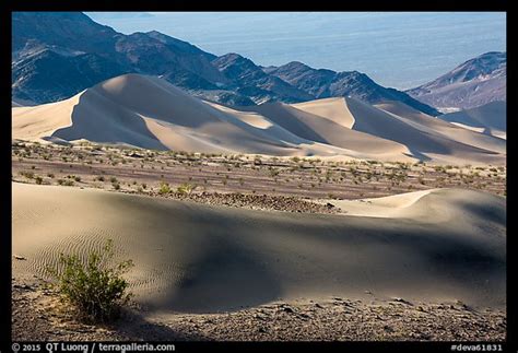 Picturephoto Shrubs Ibex Sand Dunes And Mountains Death Valley