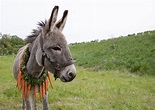 Donkeys get their Oscars moment in 'Banshees,' 'Triangle of Sadness'