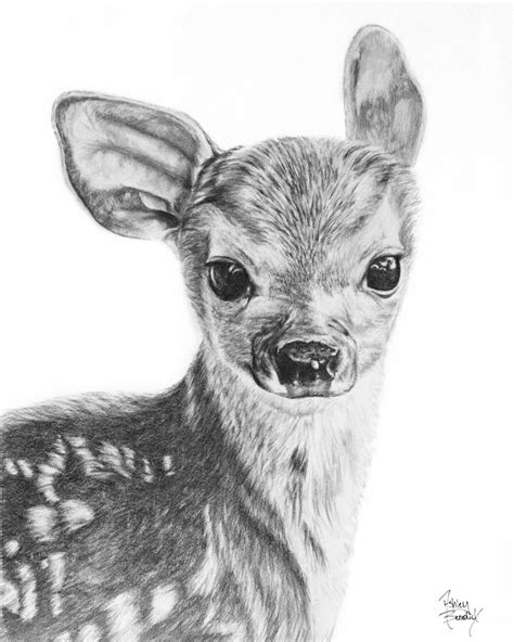 Fawn Pencil Drawing Giclée Print Baby Deer Baby Animals Deer Etsy