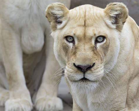 While female cubs normally remain loyal to their pride as they grow up, most male cubs leave the pride to establish their own pride. White Lion - Cincinnati Zoo & Botanical Garden®