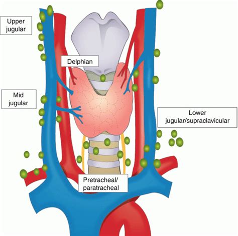 Surgical Anatomy Of The Thyroid Gland Basicmedical Key