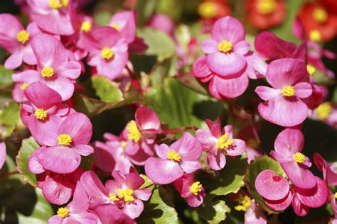 Maybe you would like to learn more about one of these? 10 Best Flowers for Central Indiana - Engledow Group