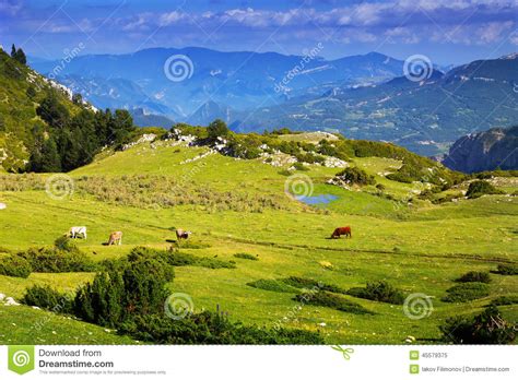 View Of Highland Meadow With Cows Stock Image Image Of Mountain Wild