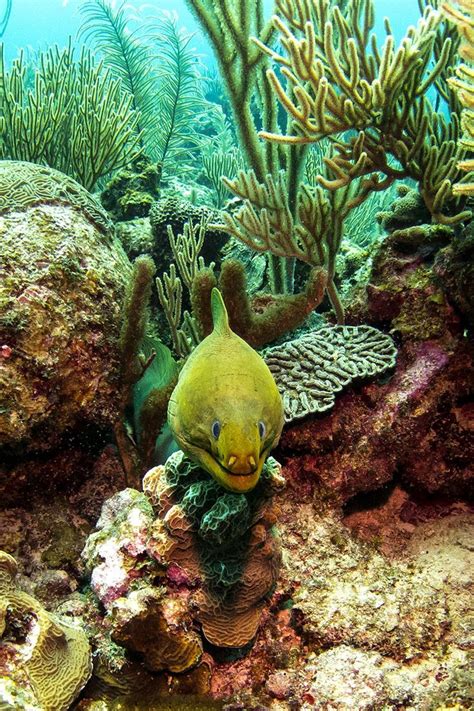 16 Underwater Photos Scuba Diving In Belize Barrier Reef Sea And