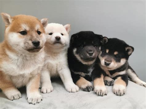 2 Months Old Shiba Inu Puppies Ready Now Dogs And Puppies For Rehoming