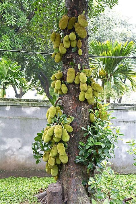 Unique fruit trees, shrubs and plants including 200+ varieties of figs, paw paw, persimmon, jujube, hops, berries and more. Related image (With images) | Unique trees, Fruit trees ...