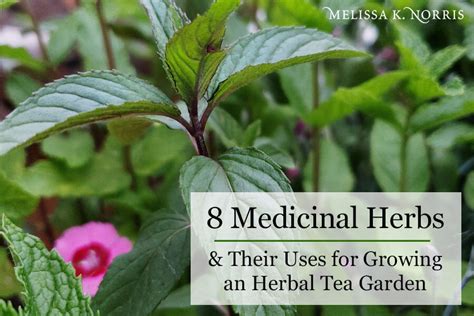 8 Medicinal Herbs And Their Uses For Growing An Herbal Tea
