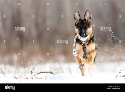 German Shepherd Running In The Snow Hi Res Stock Photography And Images