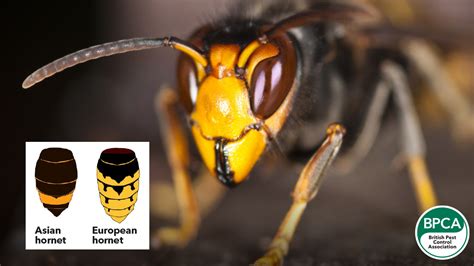 Identify The Differences Between Wasps Hornets Bees And More