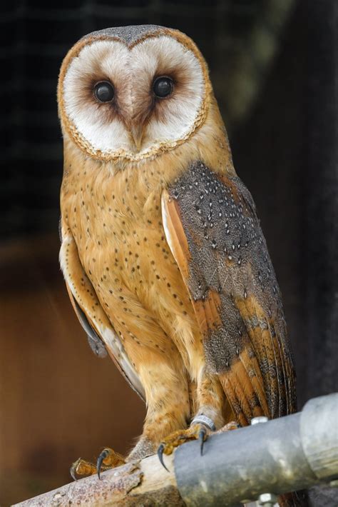 Pretty Barn Owl A Nice Barn Owl Perched On A Branch Tambako The