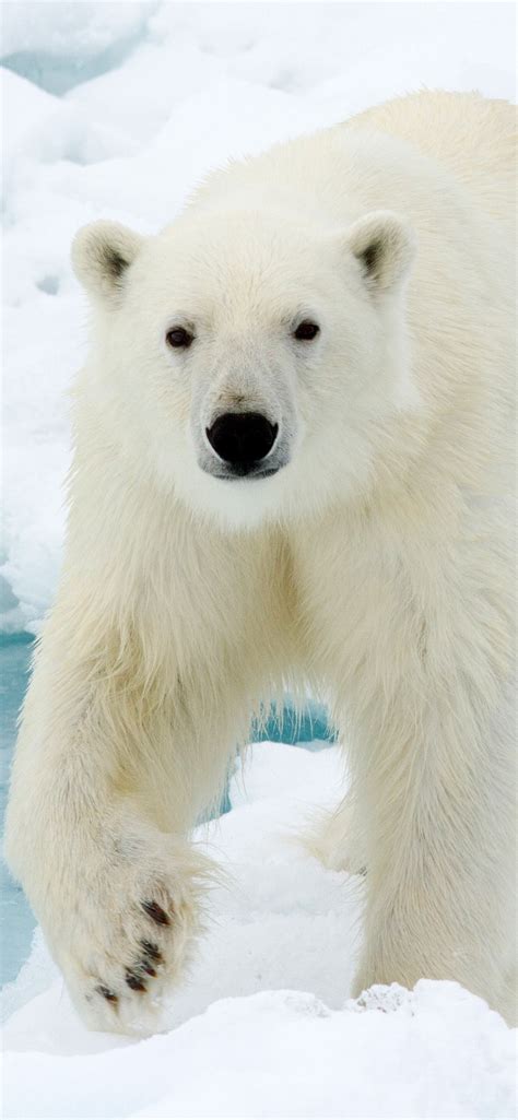 Wallpaper Polar Bear Look At You Face Snow 3840x2160 Uhd 4k Picture