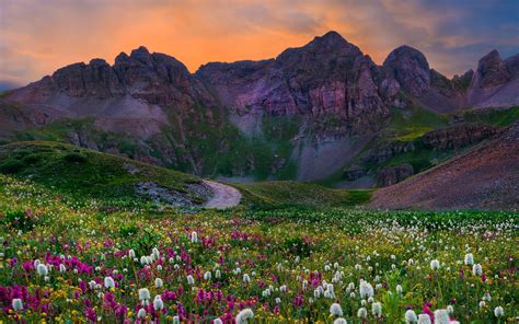 Mountain Wildflowers Wallpapers Wallpaper Cave