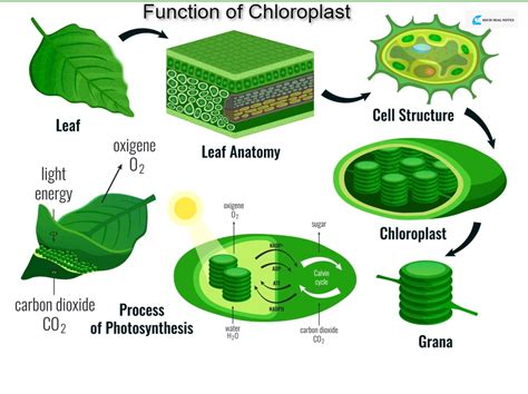 Chloroplast Its Structure And Function Microbial Notes