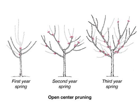 Mayhaws, plums and peaches are typically pruned to either a modified open center system or to an open center system, also called an open vase system. Fruit Prune | King Garden Designs