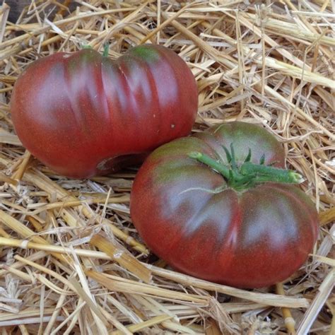 50 Organic Black From Tula Heirloom Tomato Seeds Old Tomato Etsy