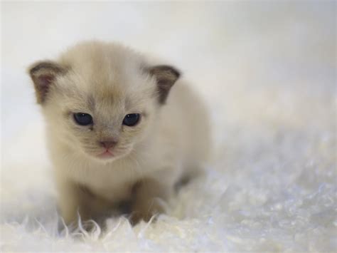 Both kittens and puppies are cute, but what makes puppies even more adorable are their playful personalities. 50+ Most Cute Burmese Kitten Pictures And Images