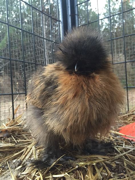 Silkie Chicken More Silkie Chickens Colors Bantam Chickens Fancy