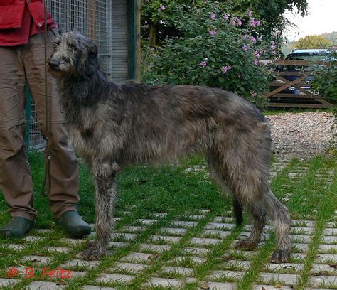 Deerhound The Breed Archive