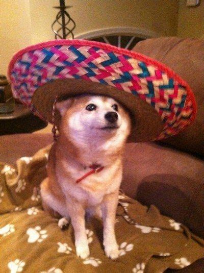 Chihuahua With Sombrero Meme Pets Lovers