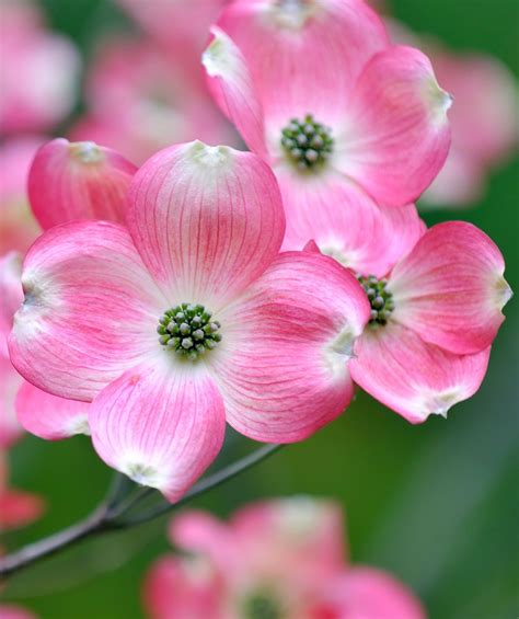 Pink Flowering Dogwood Dogwood Flower Tattoos Dogwood Flowers
