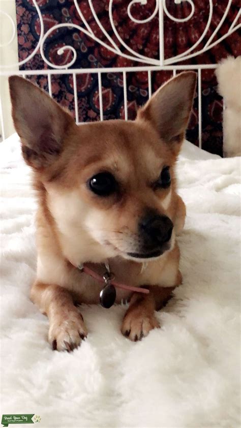 Female Chihuahua Stud Stud Dog In Pittsburgh The United States