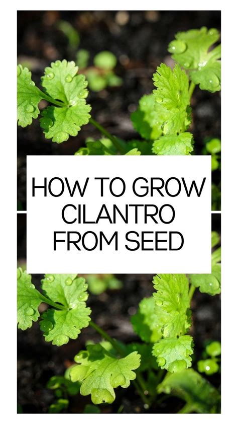 How To Grow Cilantro From Seed An Immersive Guide By Thegardeningdad Blog