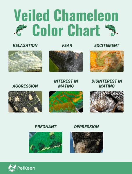 Veiled Chameleon Colors Mood Color Chart And Meanings With Pictures