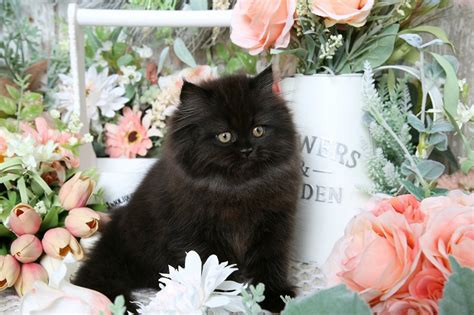 Black Persian Kittens Black Persian Cats Doll Face Persian