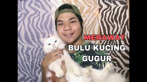 Biasanya, bulu kucing akan gugur jika mempunyai kutu. EP 3 : Merawat Bulu Kucing Gugur - YouTube