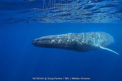 Minden Pictures Fin Whale Balaenoptera Physalus Pelagos Sanctuary